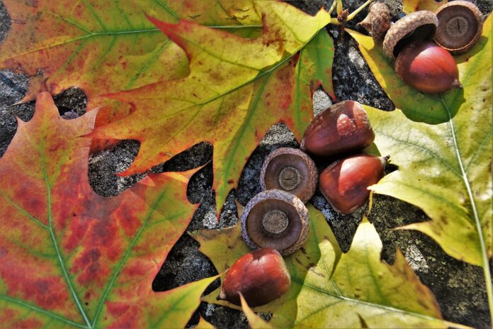 red oak acorns red oak acorns