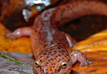 Northern red salamanders: An autumn spectacle salamander smile