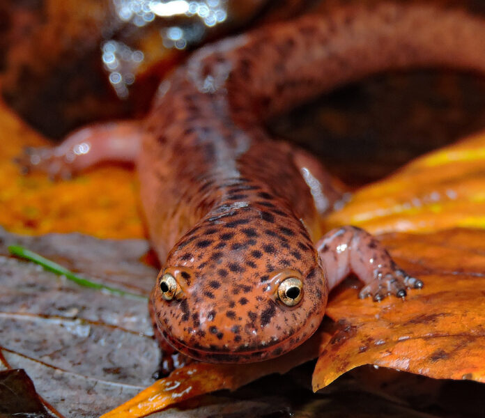 salamander smile