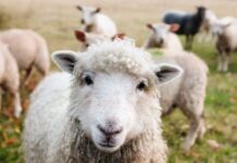 Register now for ASI annual convention sheep