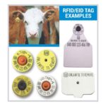 Animal disease traceability rule set to take effect