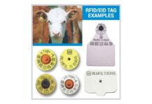 Animal disease traceability rule set to take effect