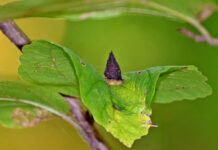Witch hazel: The Halloween tree