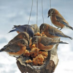A smorgasbord for the birds Bluebirds magical pb