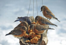 A smorgasbord for the birds Bluebirds magical pb