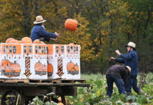 Pumpkins 101 Pumpkin harvest