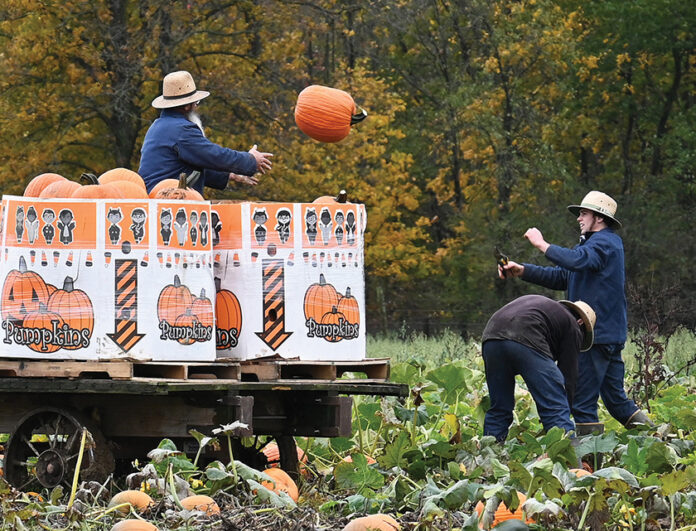 Pumpkin harvest