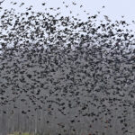 Birds of a feather flocking blackbirds