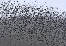 Birds of a feather flocking blackbirds