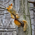 Mother Nature’s secrets are revealed in late autumn Fox squirrel