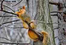 Mother Nature’s secrets are revealed in late autumn Fox squirrel