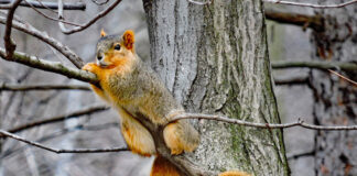 Mother Nature’s secrets are revealed in late autumn Fox squirrel