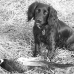 Giving thanks briar pheasants
