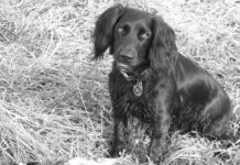 Giving thanks briar pheasants