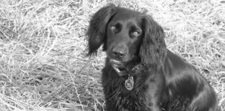 Giving thanks briar pheasants
