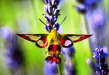 Hummingbird Clearwing Moth featured on 2025 Ohio Wildlife Legacy Stamp clearwing moth