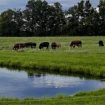 Keep an eye out for blackleg this summer Cows grazing