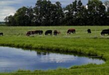 Veterans find new beginnings in agriculture Cows grazing