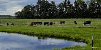 Cows grazing