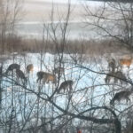 To bait or not to bait, that’s the question deer feeder farm