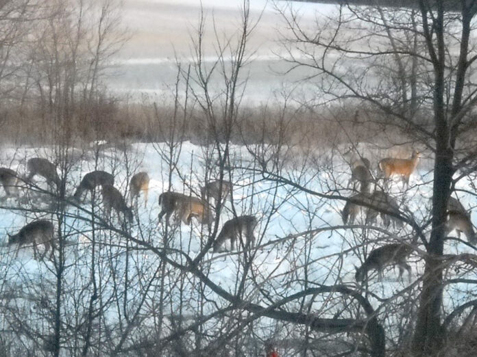 deer feeder farm deer feeder farm