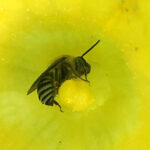 Infographic: How to create a wild bee sanctuary at home eastern cucurbit bee