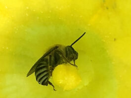 Infographic: How to create a wild bee sanctuary at home eastern cucurbit bee