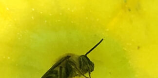 eastern cucurbit bee