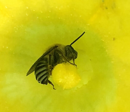 Infographic: How to create a wild bee sanctuary at home eastern cucurbit bee