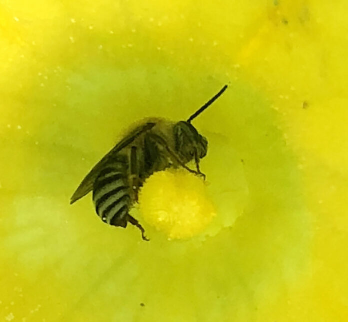 eastern cucurbit bee eastern cucurbit bee