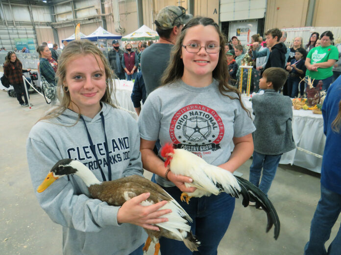 poultry hawk poultry hawk