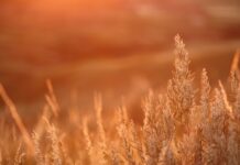Praying for guidance on
the dark, cold winter prairie prairie