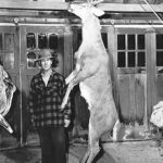 Whitetail deer: The epitome of dead weight the hinckley buck