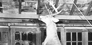 Whitetail deer: The epitome of dead weight the hinckley buck