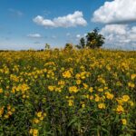 Prairie restoration offers a glimpse of the plains of Ohio’s past