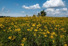 Prairie restoration offers a glimpse of the plains of Ohio’s past