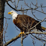The annual Christmas Bird Count is at hand Bald eagle