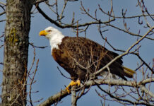 The annual Christmas Bird Count is at hand Bald eagle