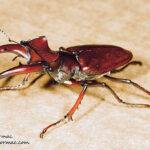 Mr. Big goes to church Giant Stag Beetle