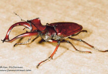 Mr. Big goes to church Giant Stag Beetle