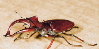 Giant Stag Beetle
