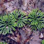Clubmosses brighten the winter woods Ground cedar