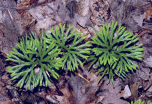 Clubmosses brighten the winter woods Ground cedar