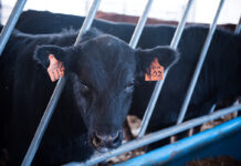 Cattle Feeders Day to talk markets, risk management and biosecurity Lancaster cattle