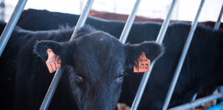 Cattle Feeders Day to talk markets, risk management and biosecurity Lancaster cattle