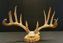 Poacher sentenced for unlawful taking of trophy buck antlers