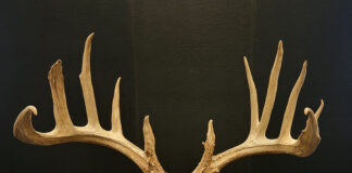 Poacher sentenced for unlawful taking of trophy buck antlers