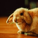 Just a girl and her barn bunny bunny