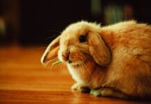 Just a girl and her barn bunny bunny
