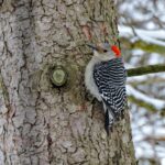Woodpeckers: Amazingly adapted to ‘WOOD’land life red-bellied woodpecker
